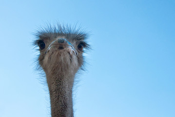 The African Ostrich