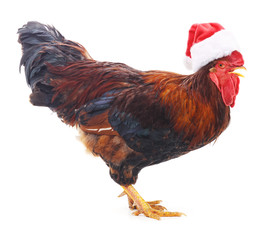 Red rooster in a Christmas hat.