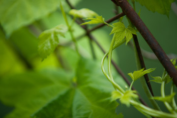 Hops Vines