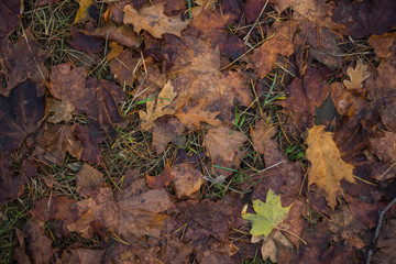 autumn dry leaves background