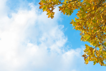 Yellow autumn foliage in front of blue sky and white clouds