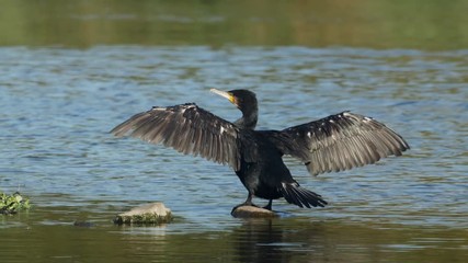Cormorant (Phalacrocorax carbo) perched on a rock with spread open wings drying