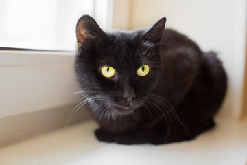 adult black cat with big green eyes