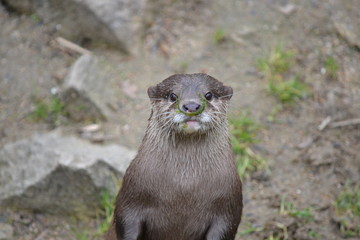 regard de loutre