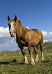 Obraz premium Beautiful brown horse in poses under a cloudy sky