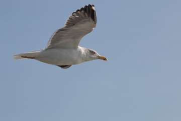 Seagull in the sky