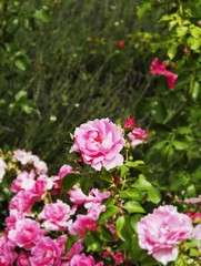 roses on a green meadow, background, selective focus