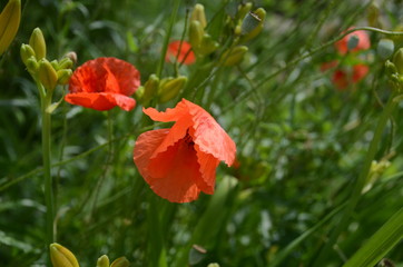 Fototapeta premium Die Mohn Blume