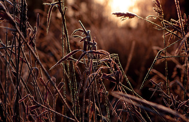 Sunrise Sunset Corn Grass Wheat field red and yellow