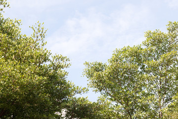 Fototapeta premium group of green leaf and sky,cloud and blue sky,green leaf from garden,green leaf make oxygen