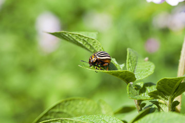 adult Colorado potato beetle
