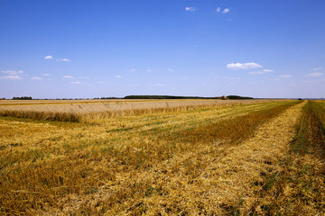 agriculture during harvest