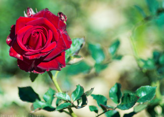 Rosa roja desenfocado el fondo