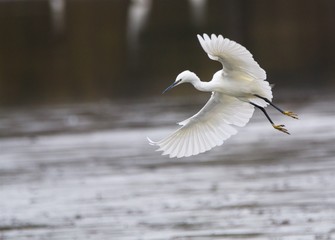 aigrette garzette