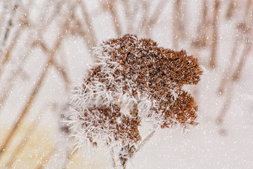 Dry flower of stonecrop with white hoarfrost, macro