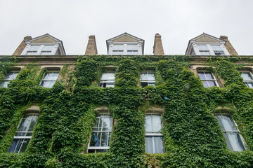 Green facade, vertical garden in architecture