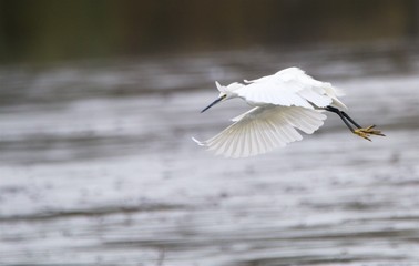 aigrette garzette