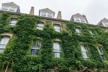 Fototapeta na wymiar Green facade, vertical garden in architecture