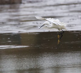 aigrette garzette