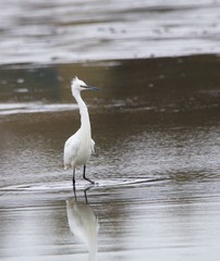 aigrette garzette