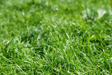 Grass texture background