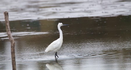  aigrette garzette