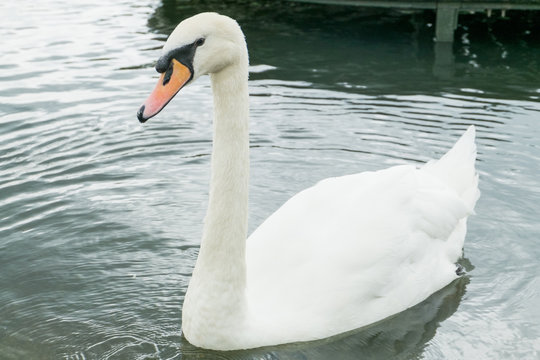 Swan in a lake in Hyde Park, London, UK.