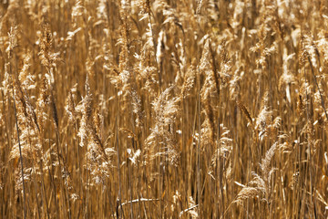 Fototapeta premium autumn grass, close-up