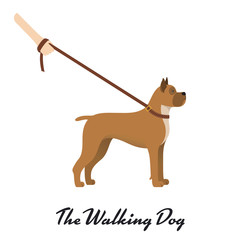 Dog boxer with a leash