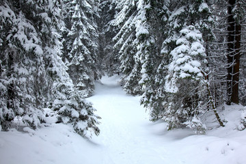 Winter mountain forest. Fir branches covered with snow