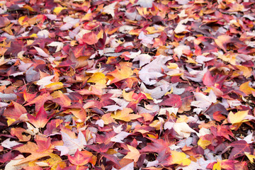 Array of Fallen Leaves 