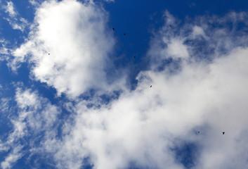 birds flying in the sky