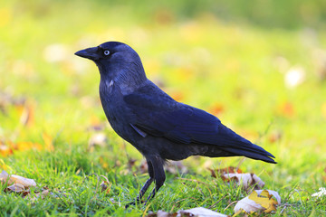 jackdaw among colorful autumn landscape