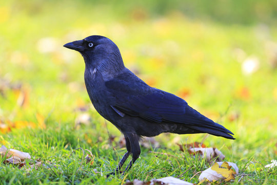 jackdaw among colorful autumn landscape