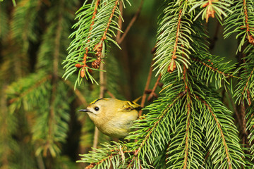 goldcrest ,Regulus  among the pine branches