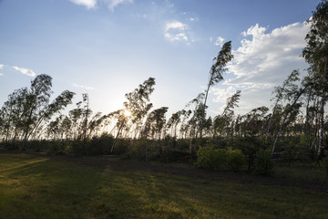 broken birch tree after a storm