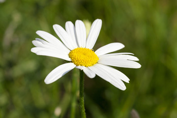 Fototapeta premium camomile flower close-up