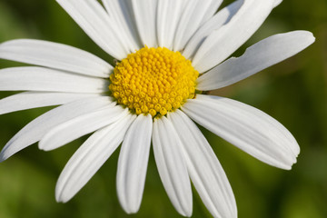 camomile flower close-up