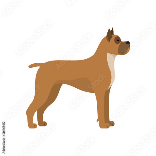 "Dog boxer breed" Stock image and royalty-free vector files on Fotolia