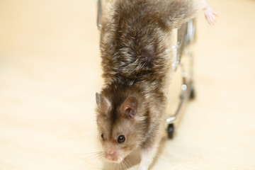 Funny Syrian hamster grey.