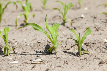 corn field. close-up