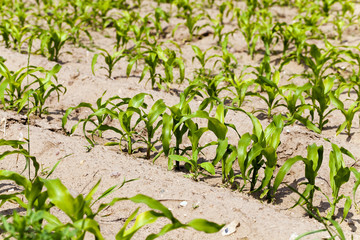 corn plants . spring