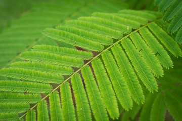 Acacia Pennata leaf closeup