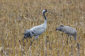 Graukranich, Grus grus in der Natur