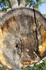 destroyed a tree, close-up
