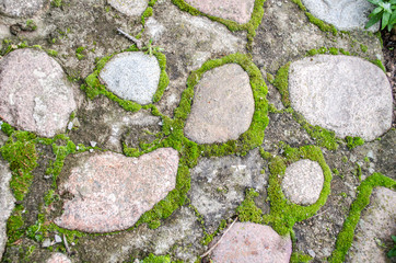 moss on rock wall / Cobblestone pavement with moss growing between stones / Green moss on old stone footpath / Moss growing on stone wall, Texture of stone wall covered green moss