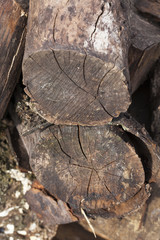 destroyed a tree, close-up