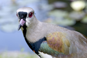 Close-up of head of the Southern lapwing