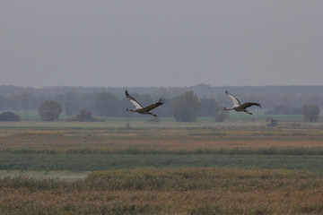 Graukranich, Grus grus in der Natur