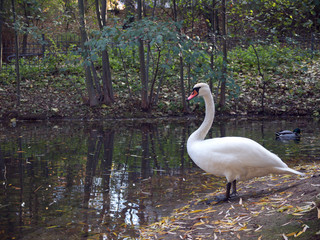 Ein Schwan am Ufer eines Sees